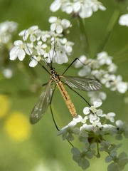 Nephrotoma flavescens