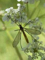 Nephrotoma flavescens