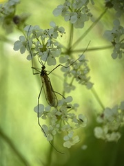 Nephrotoma flavescens