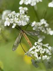 Nephrotoma flavescens