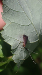 Adela caeruleella