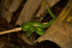 Trimeresurus macrops