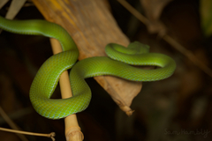 Trimeresurus macrops
