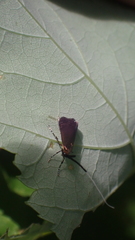 Adela caeruleella