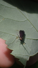 Adela caeruleella