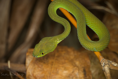 Trimeresurus macrops