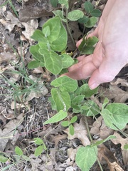 Matelea cynanchoides