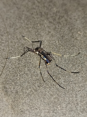 Toxorhynchites splendens