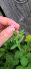 Epilobium obscurum