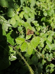 Pararge aegeria