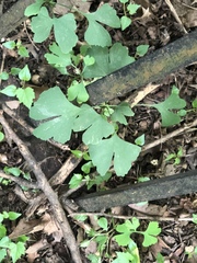 Ginkgo biloba
