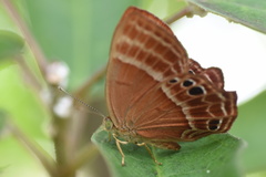 Abisara