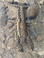 Procambarus ouachitae