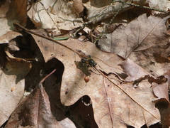 Teuchocnemis lituratus