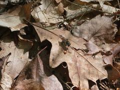 Teuchocnemis lituratus