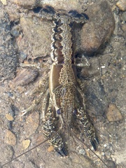 Procambarus ouachitae