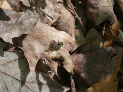 Teuchocnemis lituratus