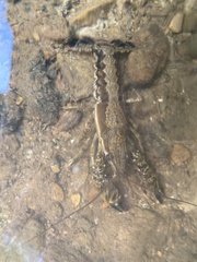 Procambarus ouachitae