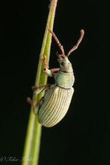 Phyllobius roboretanus