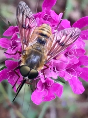 Pangonius