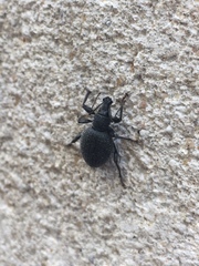 Otiorhynchus rugosostriatus