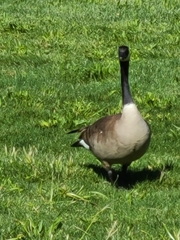 Branta canadensis