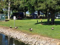 Branta canadensis