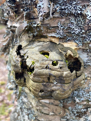 Bolitotherus cornutus