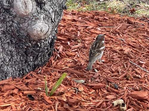 Passer domesticus image