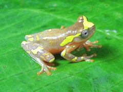 Dendropsophus sarayacuensis