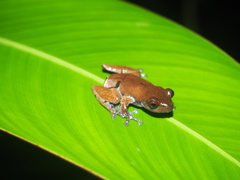 Theloderma licin