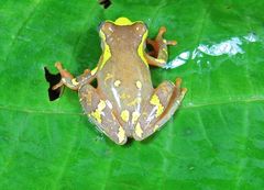 Dendropsophus sarayacuensis