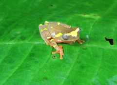 Dendropsophus sarayacuensis