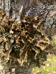 Pseudocyphellaria holarctica