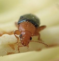 Chirodica