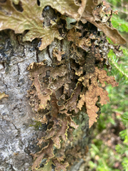 Pseudocyphellaria holarctica