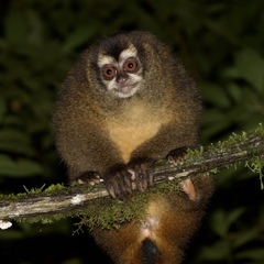 Aotus lemurinus