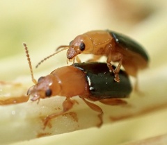 Chirodica
