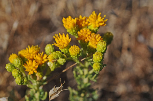 Carquinez goldenbush (Isocoma arguta)