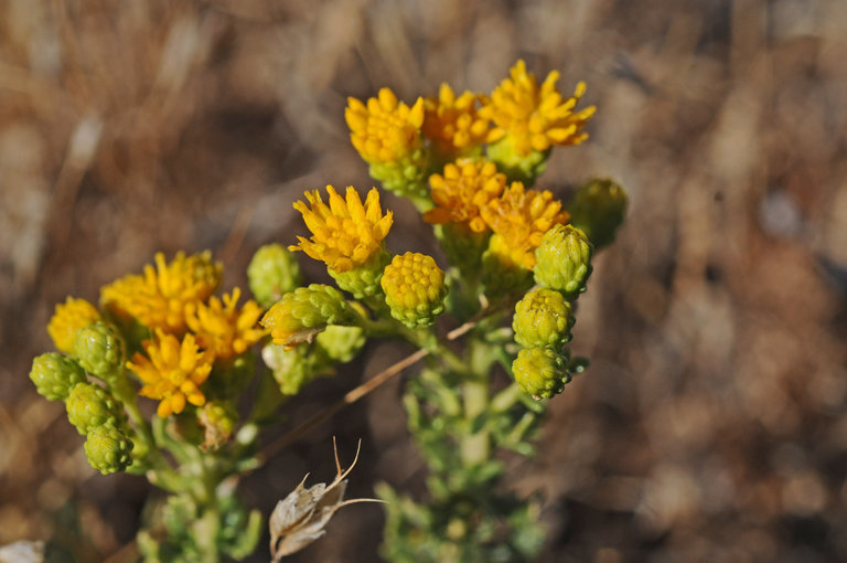 Isocoma arguta