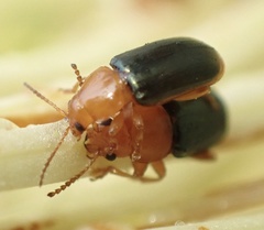 Chirodica