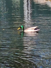 Anas platyrhynchos