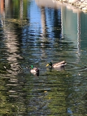 Anas platyrhynchos