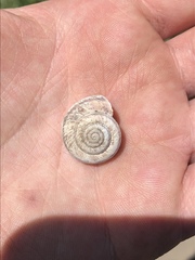 Oreohelix