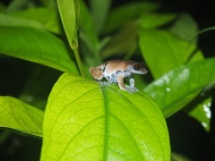 Theloderma licin