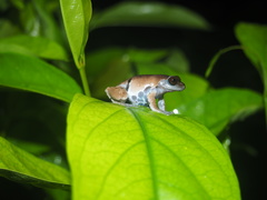 Theloderma licin