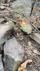 Aquilegia elegantula