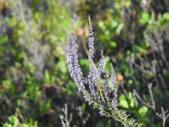 Anarrhinum bellidifolium