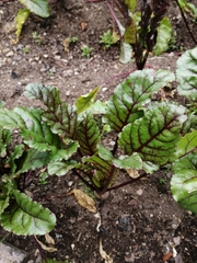Beta vulgaris vulgaris