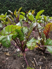 Beta vulgaris vulgaris